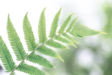 Eğreltiotu yaprakları beyaz arkaplanda izole