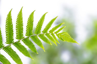 Beyaz arkaplanda yeşil eğreltiotu yapraklarının görüntüsünü kapat