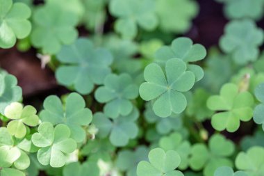 Yeşil arka planda güzel yeşil yonca yaprakları. Kapat.