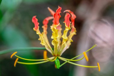 Bahçedeki güzel çiçek