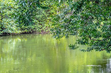 yeşil ağaçlar ile güzel nehir