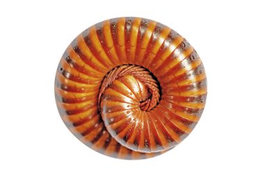 Kesme yolu olan beyaz bir arkaplanda deniz kabuğunun yakın çekimi