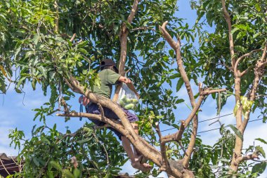 O ağaç dallarını koparır.