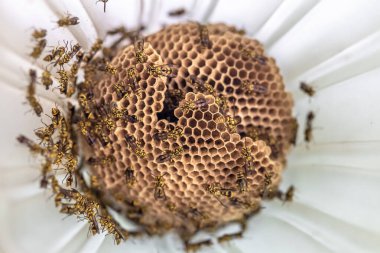 Bal peteğinde bir arı. Çiçekteki arı.