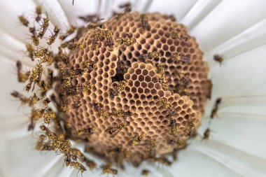 Bal peteğine konmuş bir arının yakın plan çekimi.