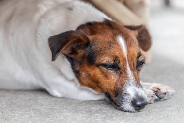 Köpek sokakta uyuyor.
