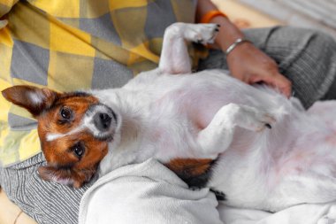 Köpek Jack Russell Terrier yalan söylüyor ve sahibine sarılıyor.