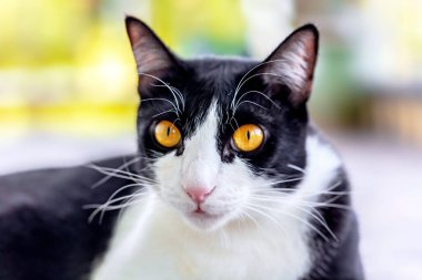 Siyah beyaz kedi portresi