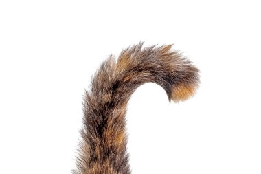 Beyaz arka plan üzerinde izole kahverengi kedi