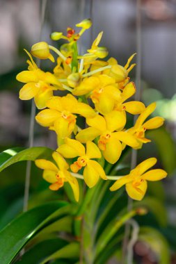 Bahçedeki güzel orkide çiçekleri