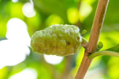 Yakın çekim - Olgunlaşmamış yeşil dut meyvesi