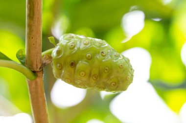 Doğa üzerindeki yeşil dut ağacını kapatın..
