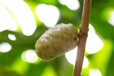 Meyveyi yaklaştır.