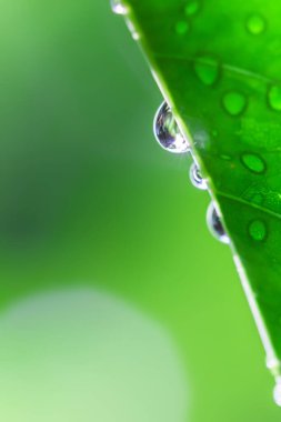 Yeşil yaprağa su damlası