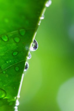 su yapraklara düşer.