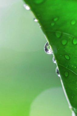 Su damlaları yeşil yaprağa düşer.