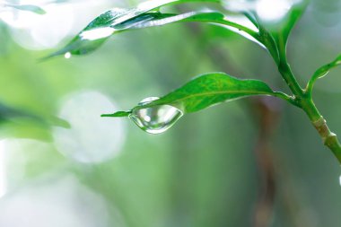 Çiy damlalı yeşil yapraklar
