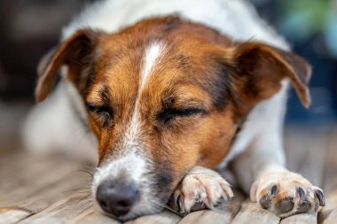 Köpek yerde yatıyor.