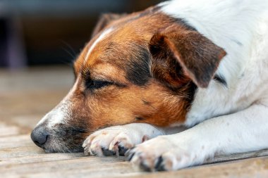 Yerde yatan bir köpeğin yakın plan fotoğrafı.