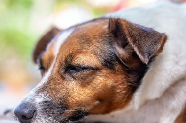 Köpeğin görünümünü kapat