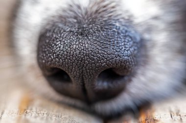 Şirin pofuduk köpeğin yakın görüntüsü