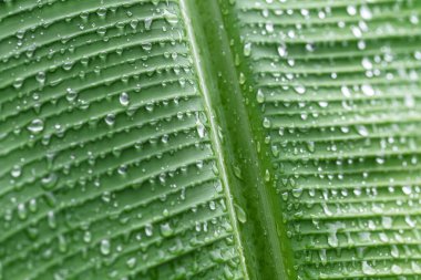 Yaprağın üzerindeki su damlacıkları, yeşil arkaplan