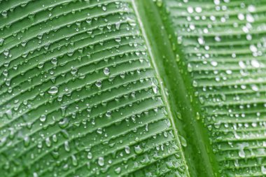 Yeşil yaprağın üzerine su damlası