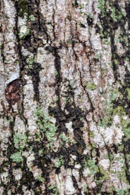 Doku, arka plan. Ağaç kabuğunun deseni
