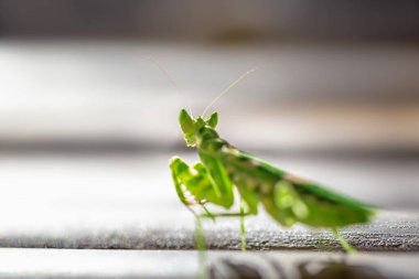 Peygamber devesinin yakın plan fotoğrafı, seçici odaklanma.