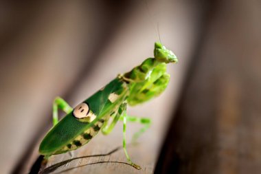 Çekirge görünümüne yakın