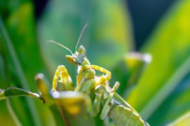 Yeşil çekirge, kapat..