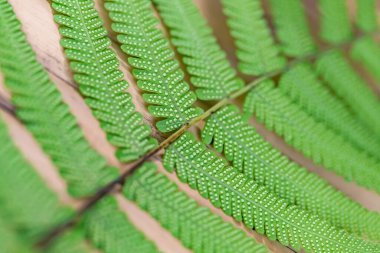 eğreltiotu yaprakları, kapatın, arkaplan