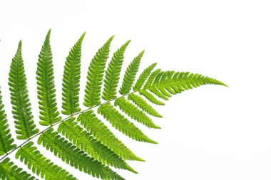 beyaz arkaplanda yeşil yapraklar izole