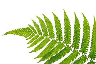 Taze yeşil eğrelti otu yaprağı