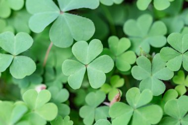 Yoncanın yeşil yapraklarını kapat.