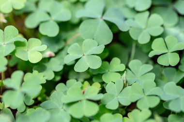 Yerde yeşil yonca yaprakları