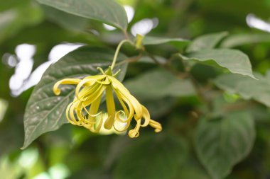 Ağaçtaki sarı çiçek