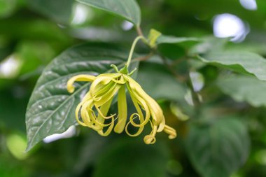 Bahçedeki yeşil çiçek