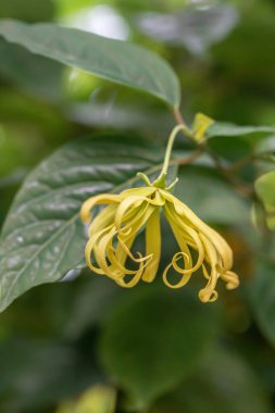 Bahçedeki sarı çiçekler