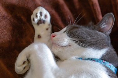 Kedi kanepede uzanıyor ve uyuyor.