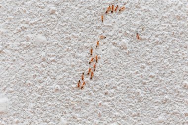 white wooden background with snow.