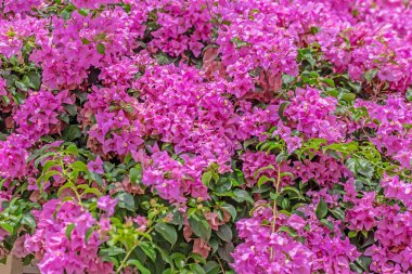 Bahçedeki renkli bougainvillea çiçekleri, bougainvillea, bougainvillea, villea villea bou