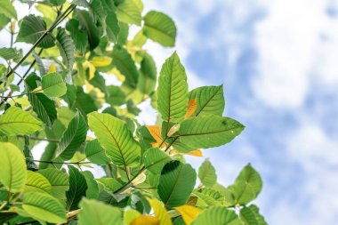 Ağaçtaki yeşil yapraklar
