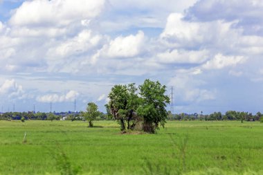 Kırsal, Tayland 'da pirinç tarlası olan manzara.