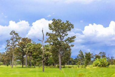 Parkta ağaçlarla çevrili manzara