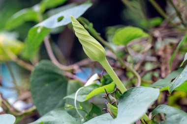 Doğada güzel yeşil yapraklar