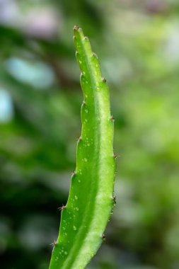 Yeşil yaprağın yakın görüntüsü