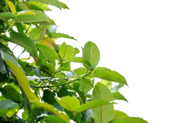 güzel yeşil yaprak üzerinde beyaz izole