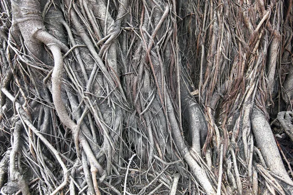 Tiro de un árbol de Banyan en Tailandia — Foto de Stock