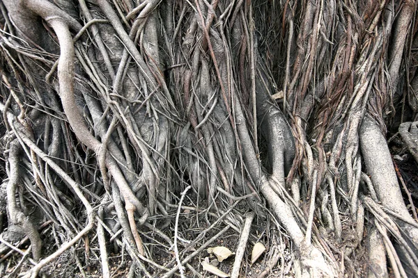 Tiro de un árbol de Banyan en Tailandia — Foto de Stock